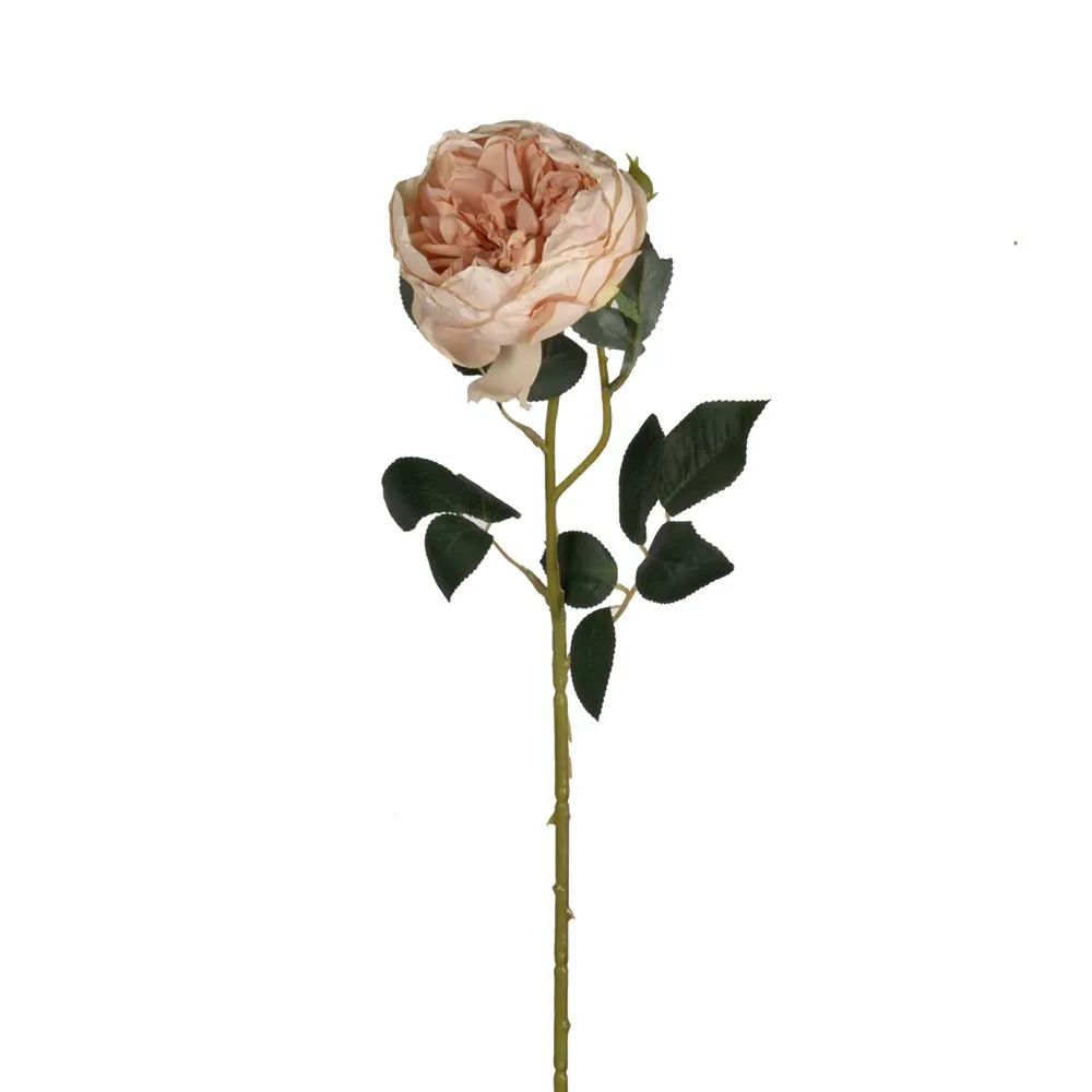 Austin Rose - Various Colours