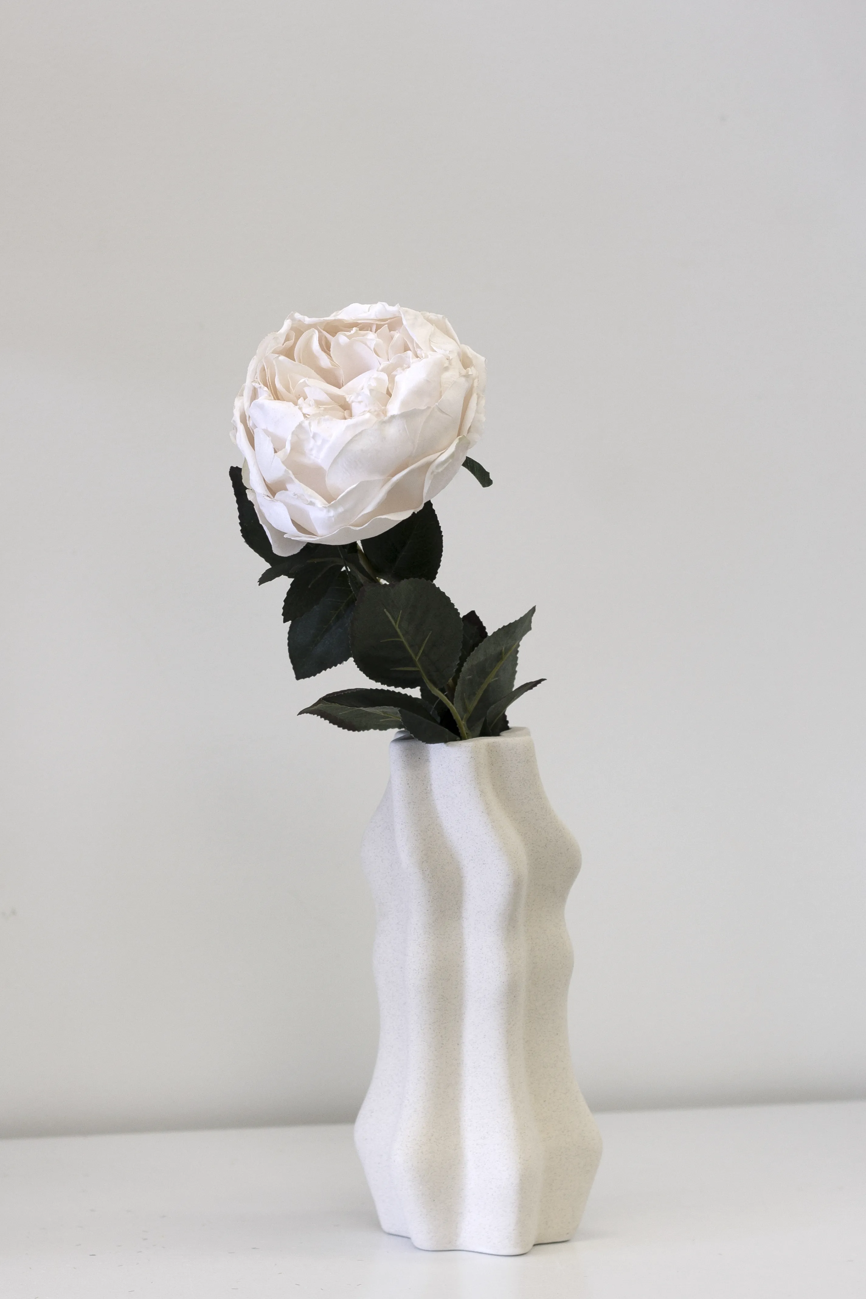 Austin Rose - Various Colours