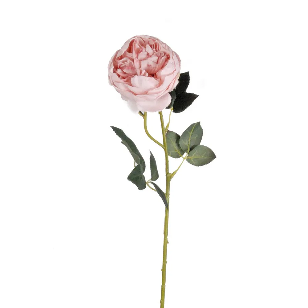 Austin Rose - Various Colours