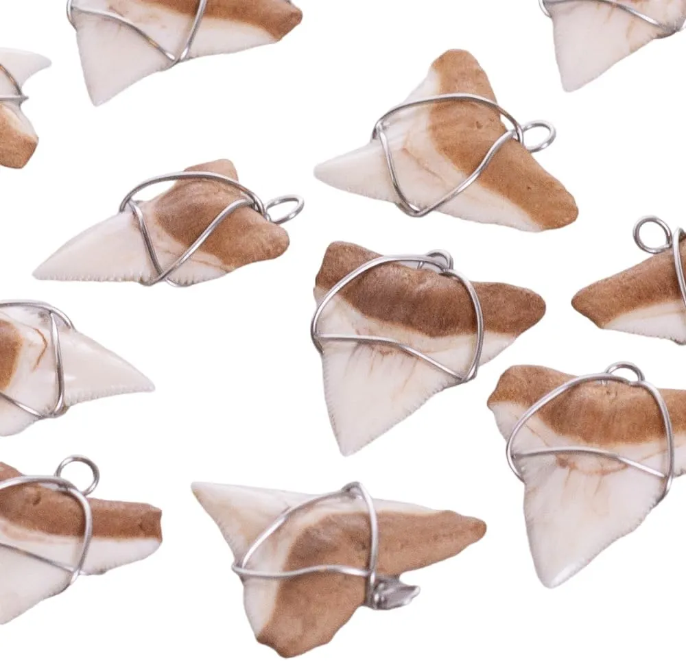 BlueRica Shark Tooth on Puka Shell Beads Necklace (18" 3U)