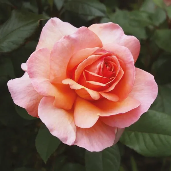 Bohemian Rose Small Tumbler