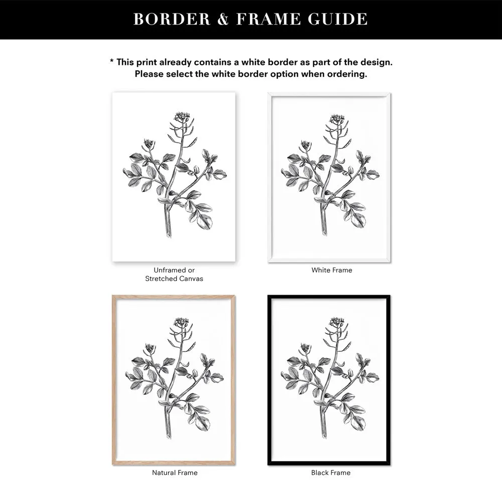 Botanical Floral Illustration I - Art Print
