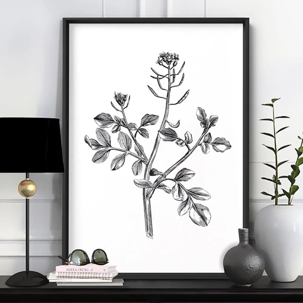 Botanical Floral Illustration I - Art Print