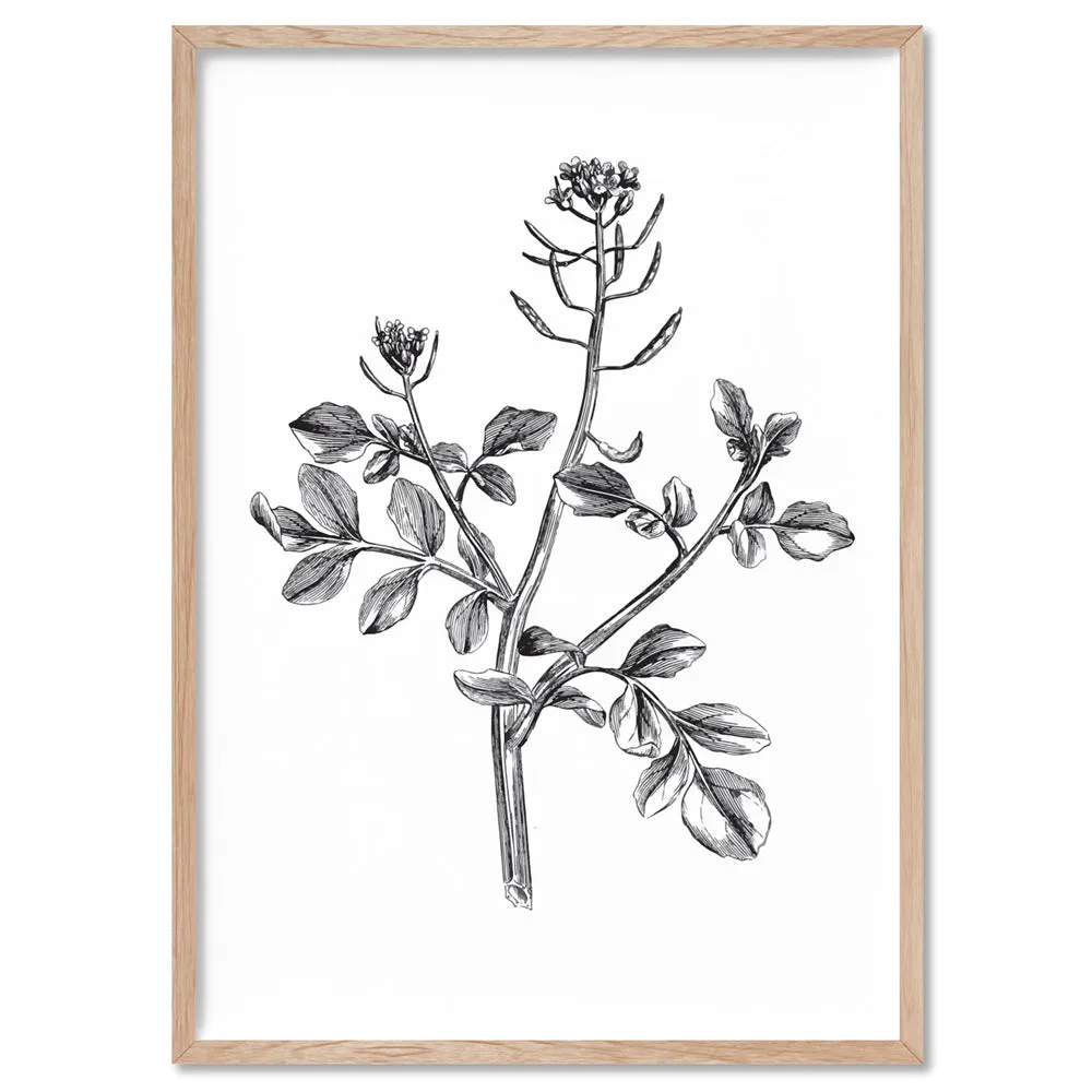 Botanical Floral Illustration I - Art Print