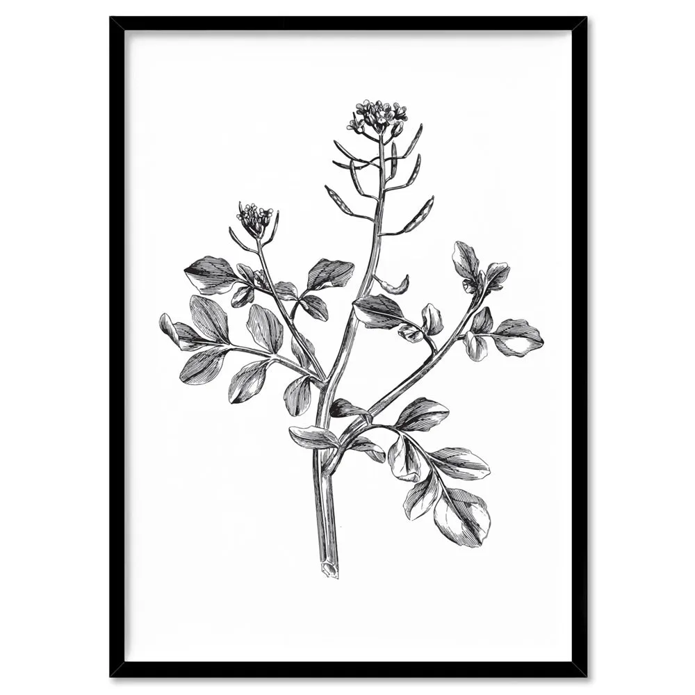 Botanical Floral Illustration I - Art Print