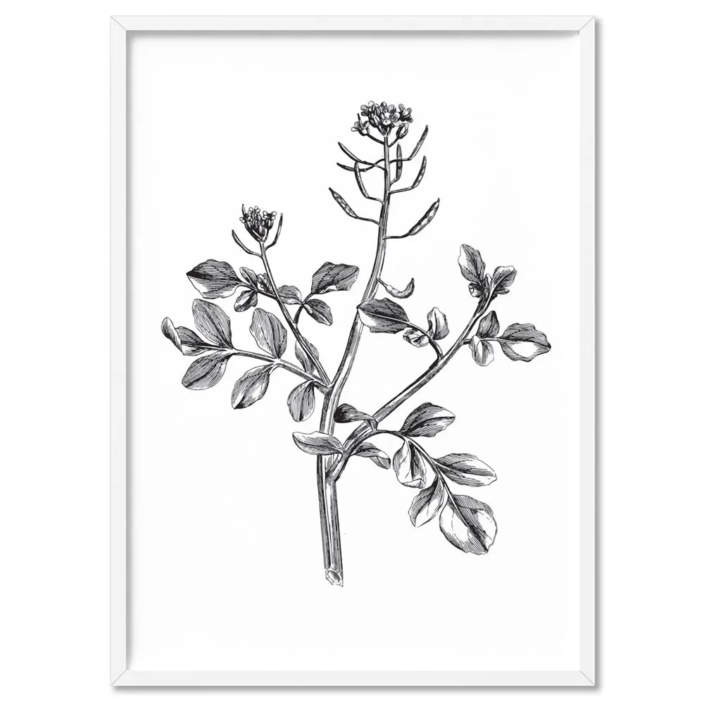 Botanical Floral Illustration I - Art Print