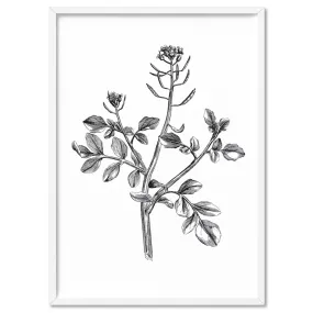 Botanical Floral Illustration I - Art Print