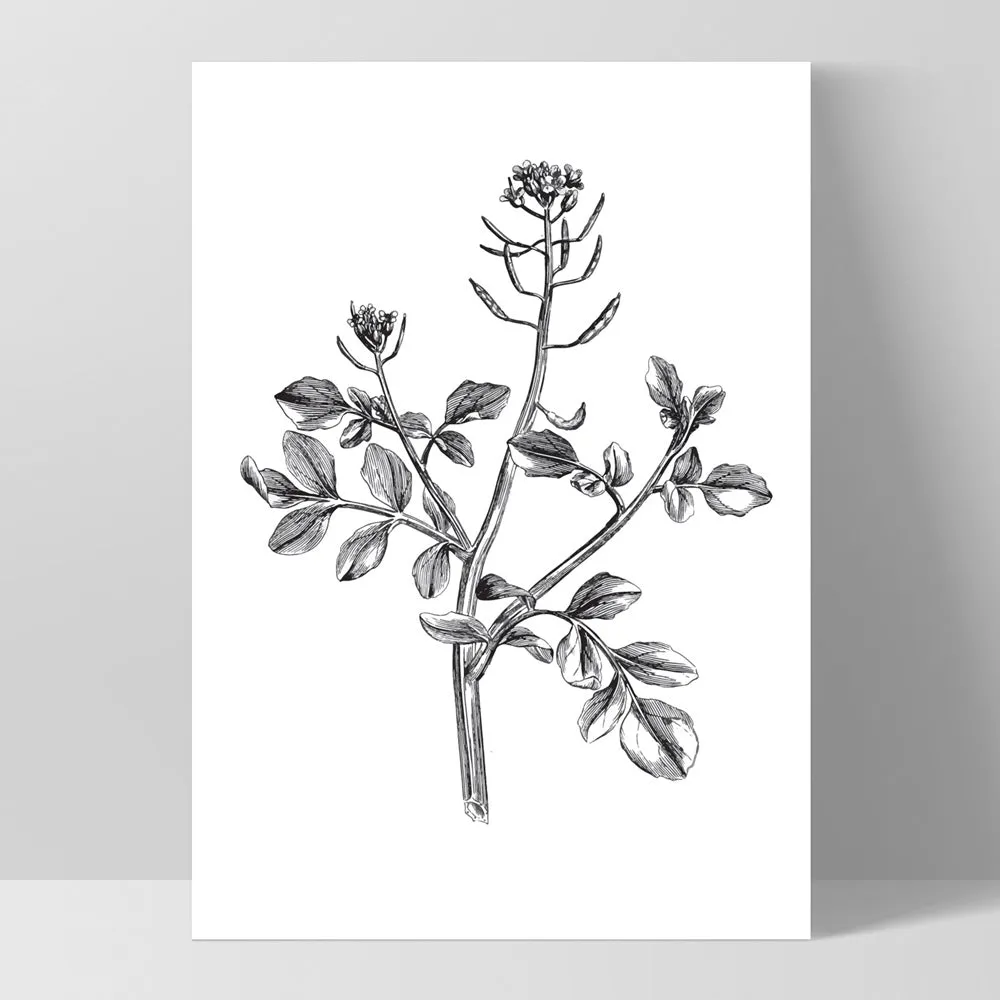 Botanical Floral Illustration I - Art Print